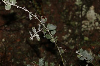 Acacia podalyriifolia, photographed by Greg Tasney