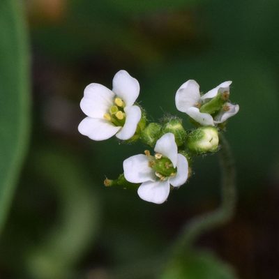Draba arabisans, photographed by davecz2