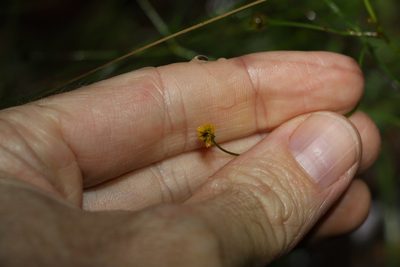 Glossocardia bidens, photographed by Greg Tasney