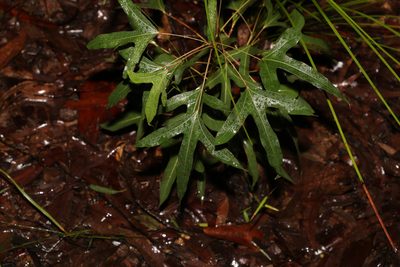 Brachychiton populneus, photographed by Greg Tasney