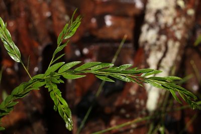 Acacia fimbriata, photographed by Greg Tasney
