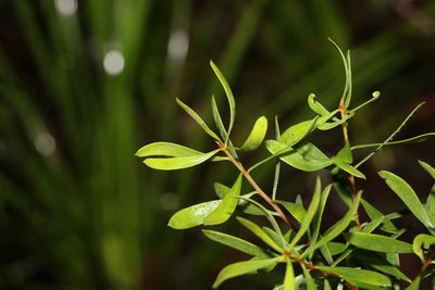 Persoonia sericea, photographed by Greg Tasney