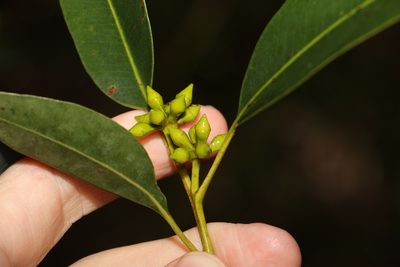 Eucalyptus major, photographed by Greg Tasney