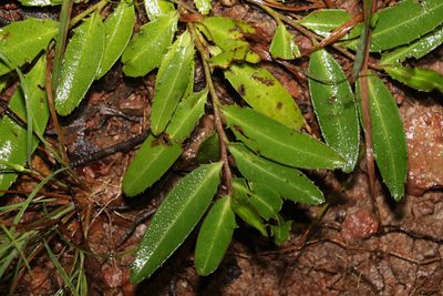 Eremophila debilis, photographed by Greg Tasney