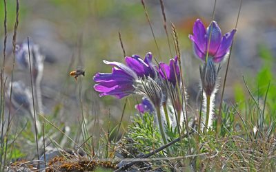 Pulsatilla vulgaris, photographed by Christoph Moning