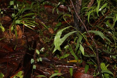Acacia falcata, photographed by Greg Tasney