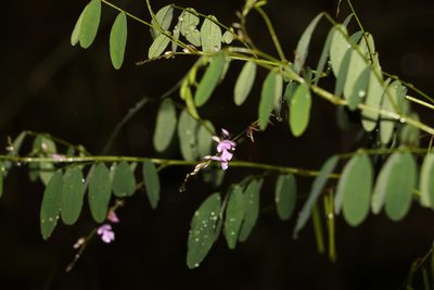 Indigofera australis, photographed by Greg Tasney