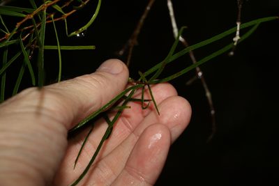 Notelaea lloydii, photographed by Greg Tasney