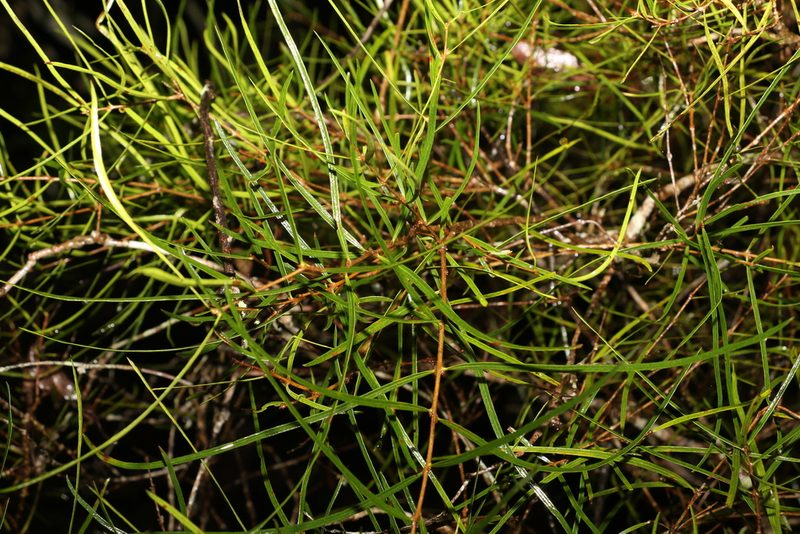 Notelaea lloydii, photographed by Greg Tasney