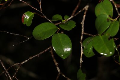 Diospyros geminata, photographed by Greg Tasney