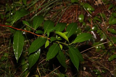Dodonaea triquetra, photographed by Greg Tasney