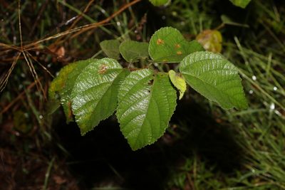 Grewia latifolia, photographed by Greg Tasney