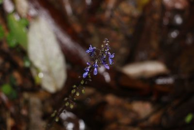 Coleus australis, photographed by Greg Tasney