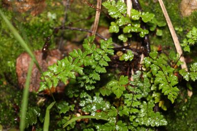 Cheilanthes distans