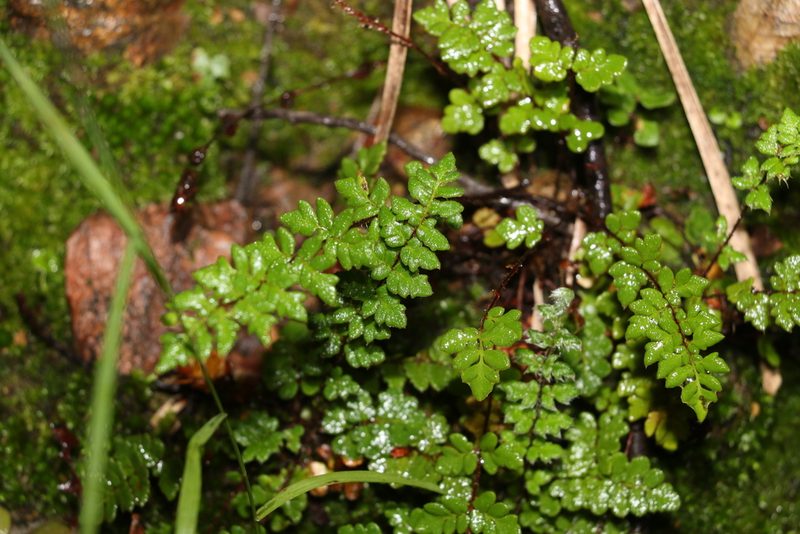 Cheilanthes distans, photographed by Greg Tasney
