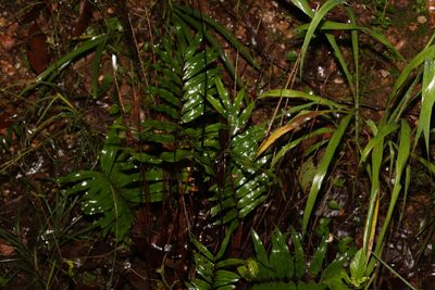 Drynaria rigidula, photographed by Greg Tasney