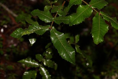 Alectryon tomentosus, photographed by Greg Tasney