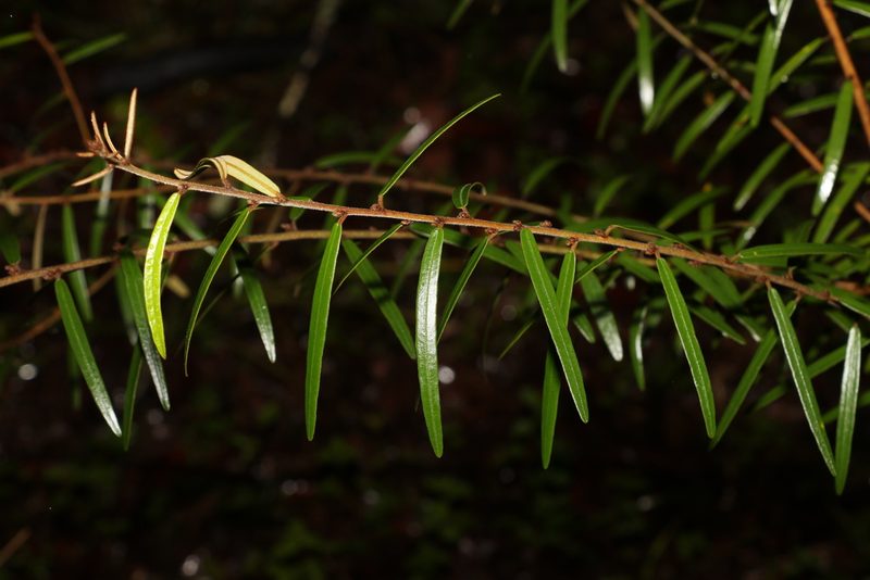 Hovea lorata, photographed by Greg Tasney