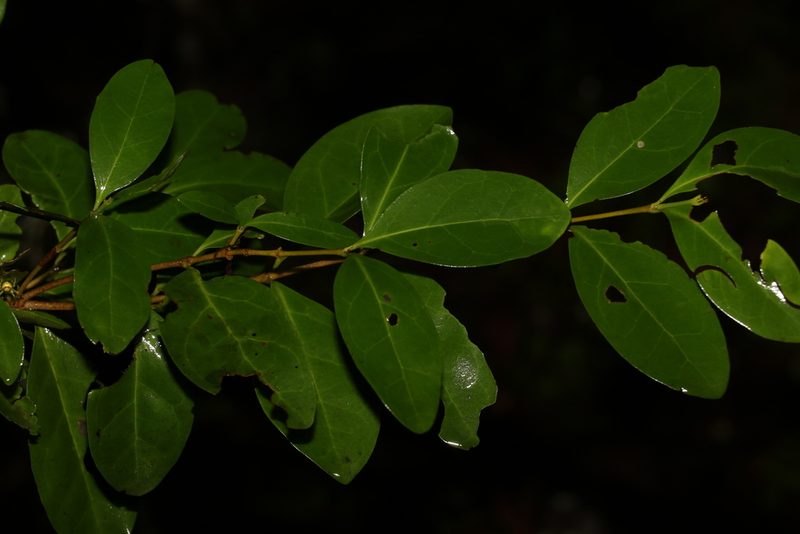 Cyclophyllum coprosmoides, photographed by Greg Tasney