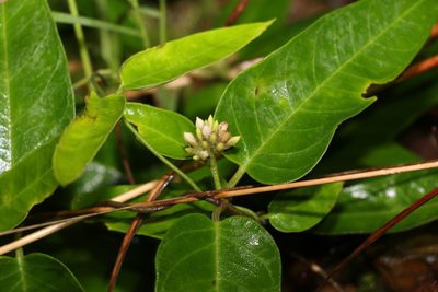 Parsonsia lanceolata, photographed by Greg Tasney