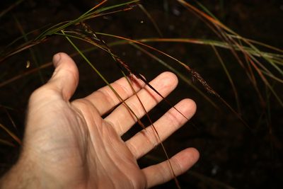Heteropogon contortus, photographed by Greg Tasney
