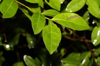 Cyclophyllum coprosmoides, photographed by Greg Tasney