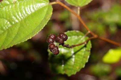 Grewia latifolia, photographed by Greg Tasney