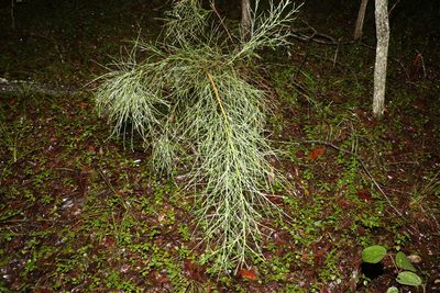 Jacksonia scoparia, photographed by Greg Tasney
