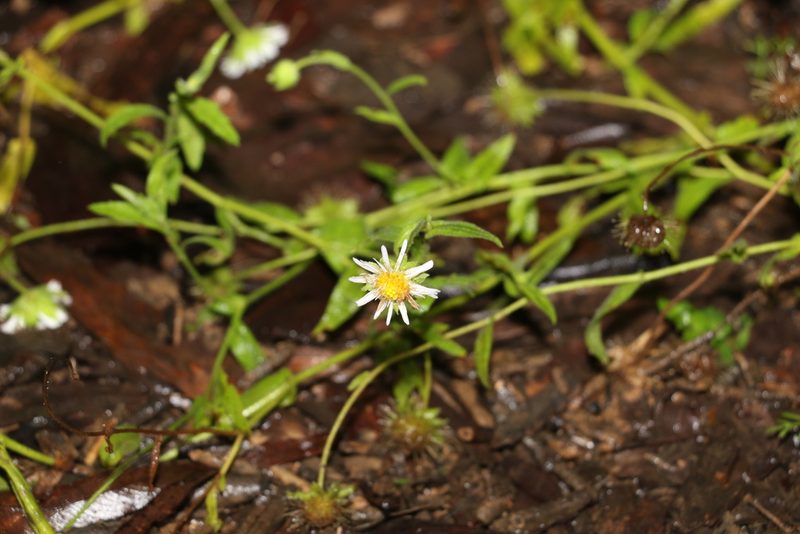 Calotis dentex, photographed by Greg Tasney