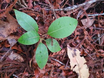 Litsea calicaris, photographed by Kate McAlpine