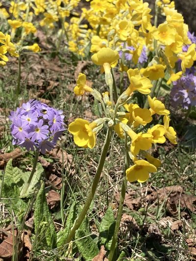 Primula strumosa, photographed by John Kenrick Gibson