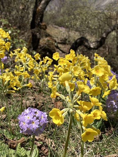 Primula strumosa, photographed by John Kenrick Gibson