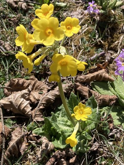 Primula strumosa, photographed by John Kenrick Gibson