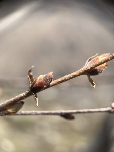 Betula utilis, photographed by John Kenrick Gibson