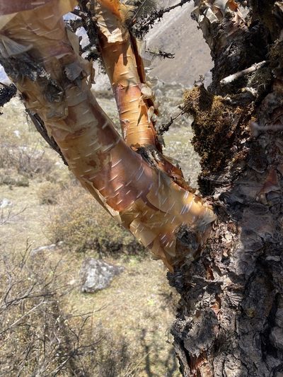 Betula utilis, photographed by John Kenrick Gibson