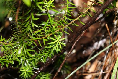 Styphelia sieberi, photographed by Greg Tasney