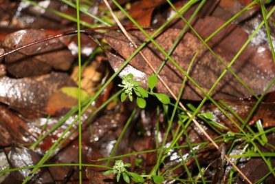 Poranthera microphylla, photographed by Greg Tasney