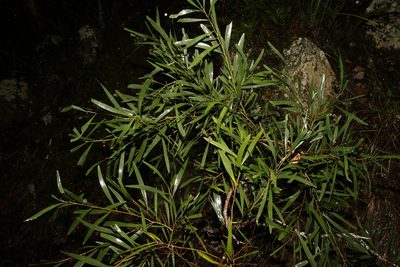 Acacia maidenii, photographed by Greg Tasney