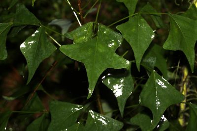 Erythrina vespertilio, photographed by Greg Tasney
