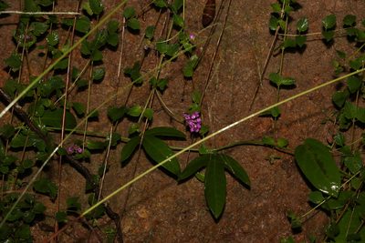 Lantana montevidensis, photographed by Greg Tasney