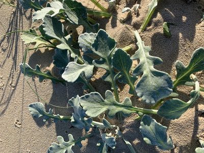 Arctotheca populifolia, photographed by Dave Richardson