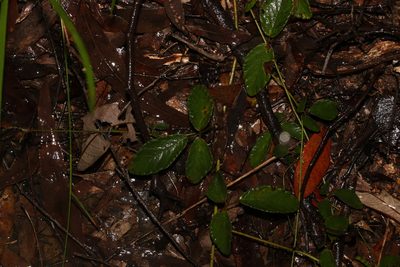 Maekawaea rhytidophylla, photographed by Greg Tasney