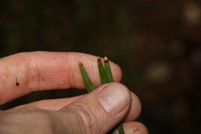 Lomandra filiformis, photographed by Greg Tasney