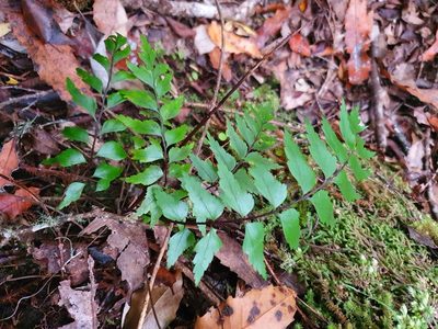 Asplenium polyodon, photographed by Kate McAlpine