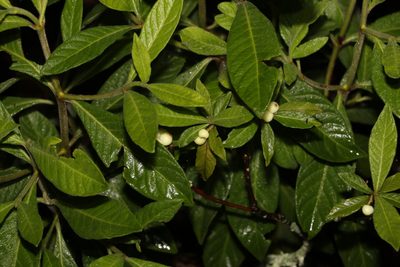 Psychotria loniceroides, photographed by Greg Tasney