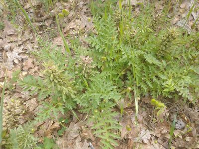 Pedicularis densiflora, photographed by Drew Meyer