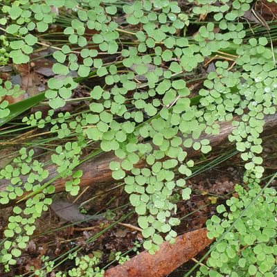 Adiantum aethiopicum, photographed by ronavery