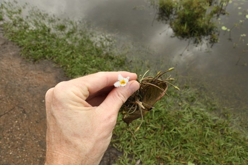 Nymphoides indica, photographed by Greg Tasney