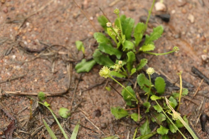 Solenogyne bellioides, photographed by Greg Tasney