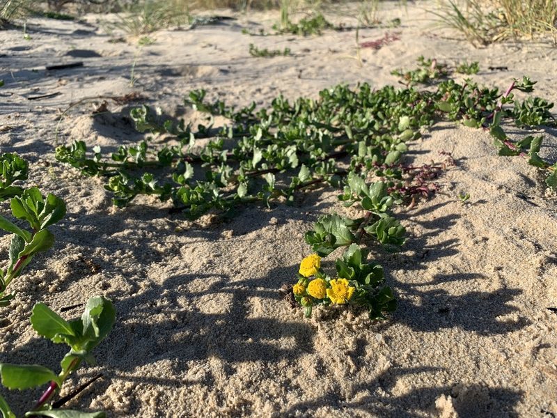 Senecio maritimus, photographed by Dave Richardson